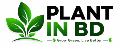 Plant in bd