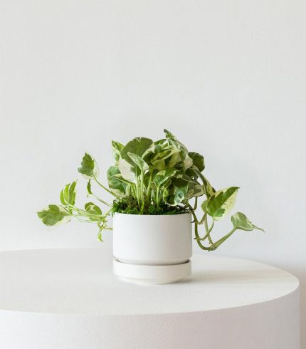 N’joy Pothos