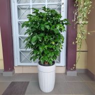 China Doll Plant চায়না ডল - Image 2