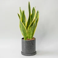 Yellow Snake Plant হলুদ স্নেকপ্ল্যান্ট - Image 3