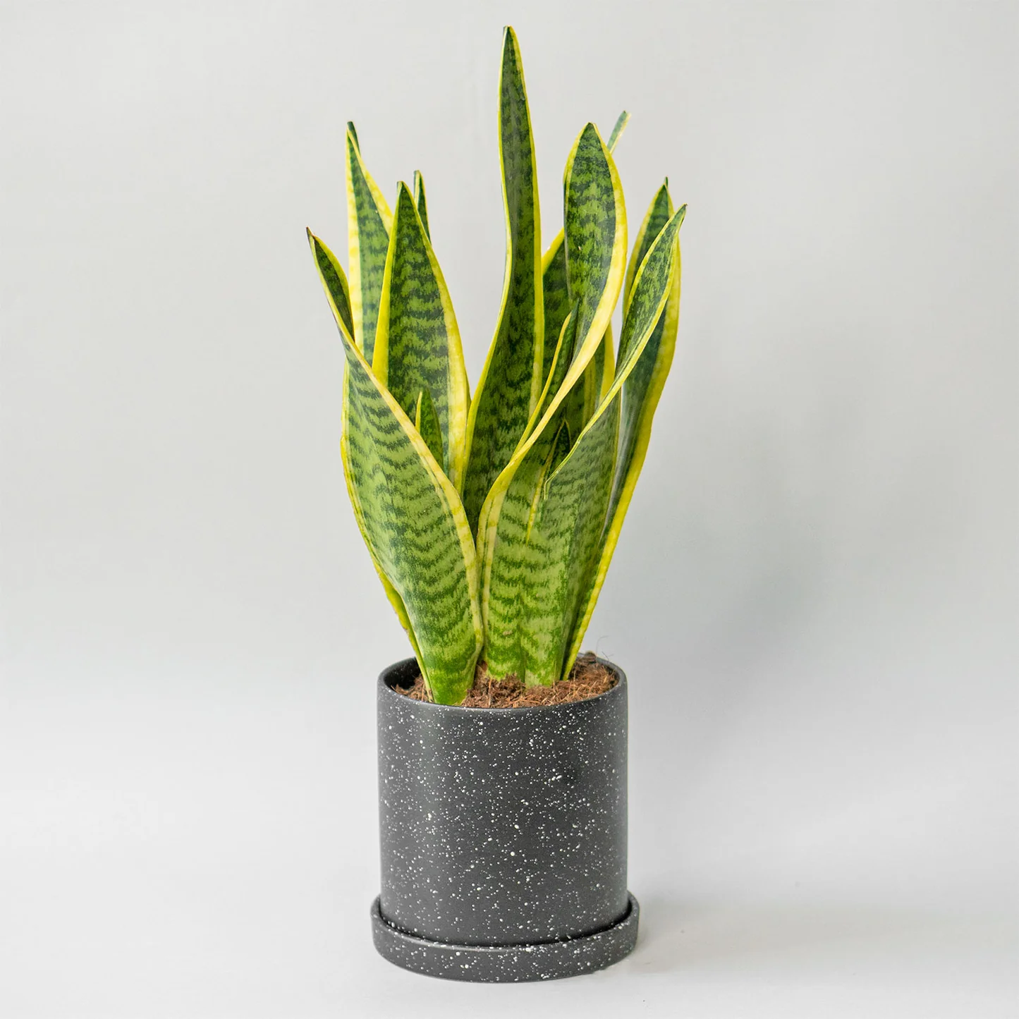14_f55f8573-fa58-4f30-a6ed-82ffcf3725ed Yellow Snake Plant হলুদ স্নেকপ্ল্যান্ট - Image 3