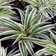 Spider Plant স্পাইডার প্ল্যান্ট - Image 5