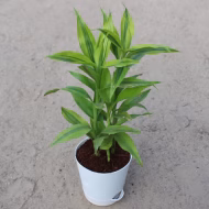 Lucky Bamboo লাকি ব্যাম্বু - Image 4