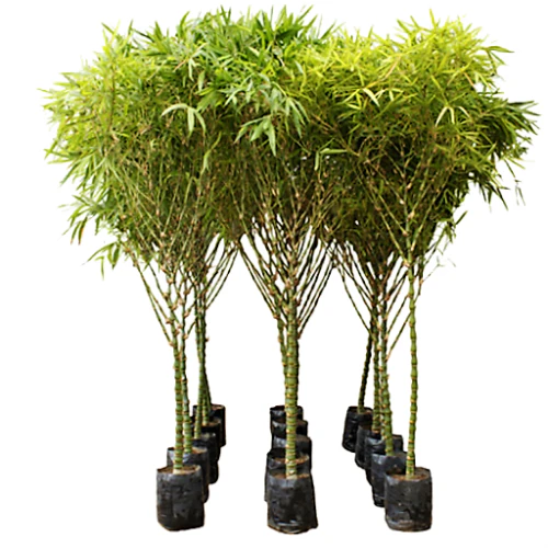 213 Ghoti Bamboo ঘটি বাঁশ - Image 6