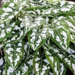 মিনি ক্যালাডিয়াম গাছের চারা - Mini caladium plant for sale in Bangladesh