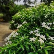 Chiness Tagar চাইনিজ টগর - Image 4
