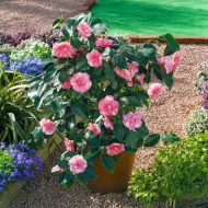 Camellia Flower Plant ক্যামেলিয়া ফুল গাছ - Image 3