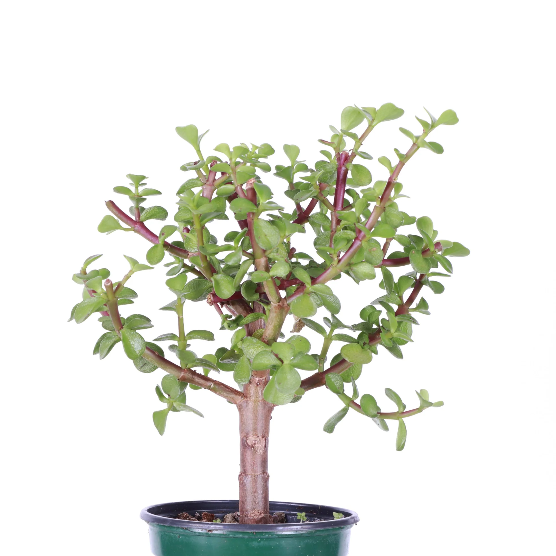 45a30f4fc16fd3ade605e981158194aa36e61ac3f40b3a512dfb38d3551223e8 Bonsai Plant বনসাই গাছ - Image 6