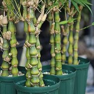 Ghoti Bamboo ঘটি বাঁশ - Image 4