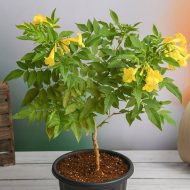 Gori Chori গোরি চোরি ফুল গাছ - Image 6