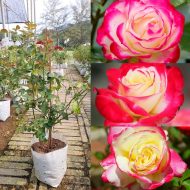 Double Delight Rose Plant ডাবল ডিলাইট গোলাপ গাছ - Image 4