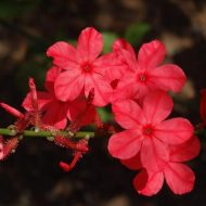 Red Plumbago লাল চিতা - Image 3