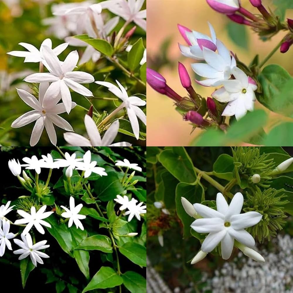 61CLkPtaIlL._AC_UF1000,1000_QL80_ Chameli Flower Plant চামেলি ফুল গাছ - Image 3