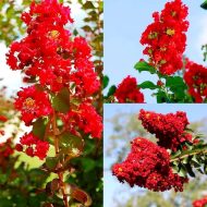 ফুরুশ (হিমালয়ান চেরি) ফুল গাছের চারা - Himalayan cherry plant for sale in Bangladesh