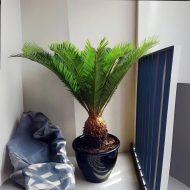 Sago Palm সাগো পাম - Image 2