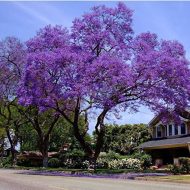Jacaranda Flower Tree Plant জ্যাকারান্ডা গাছ - Image 2
