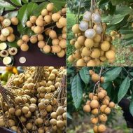 Biew Kiew Longan বিউ কিউ লঙ্গান - Image 4