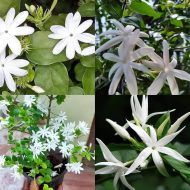 Jui Flower Plant জুঁই ফুল গাছ - Image 6