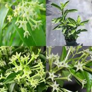 hasna hena plant হাসনা হেনা ফুল গাছ - Image 3