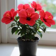 Joba Flower Plant জবা ফুল গাছ - Image 2