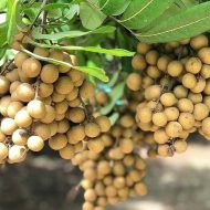 Biew Kiew Longan বিউ কিউ লঙ্গান - Image 2