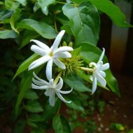 Jui Flower Plant জুঁই ফুল গাছ - Image 5