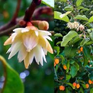 Bokul Flower Tree বকুল ফুল গাছ - Image 3