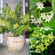hasna hena plant হাসনা হেনা ফুল গাছ - Image 2