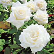 White Rose Plant সাদা গোলাপ গাছ - Image 2
