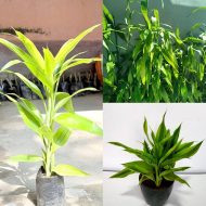 Lucky Bamboo লাকি ব্যাম্বু - Image 2