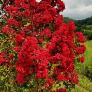Furush Cherry Plant ফুরুশ চেরি ফুল গাছ - Image 4