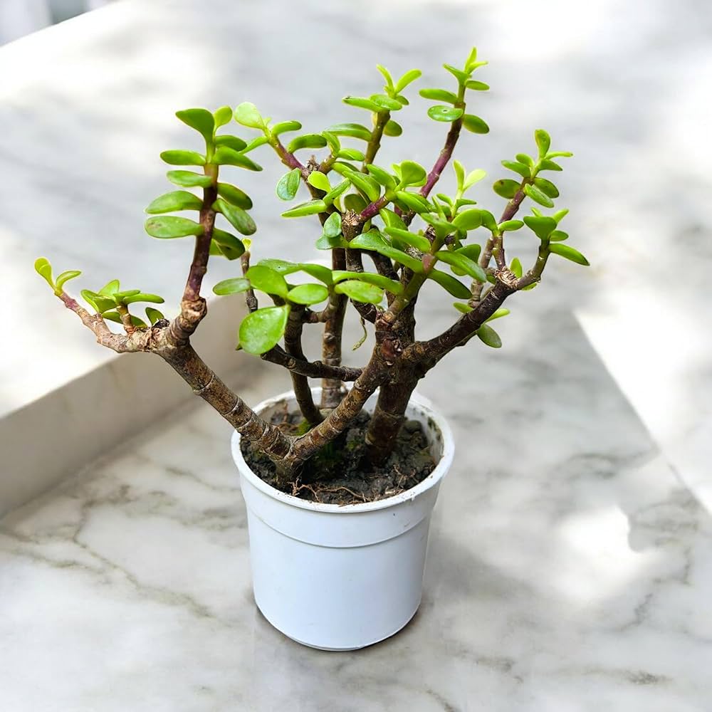 71IhsHtmN6L._AC_UF1000,1000_QL80_ Bonsai Plant বনসাই গাছ - Image 8