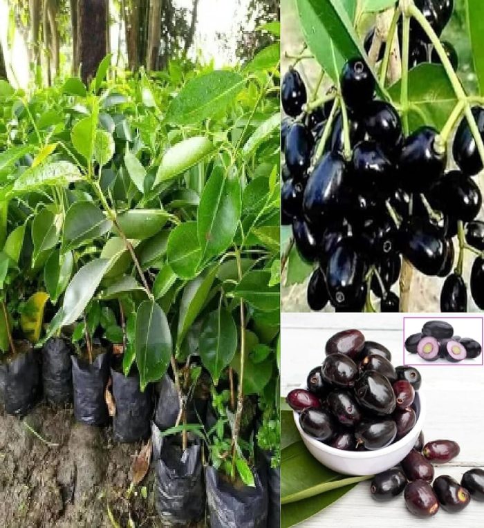 Jaam Plant বীজহীন জাম গাছ - Plant In Bd Buy Plants Online in Bangladesh ...