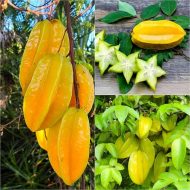 Sweet Starfruit Tree মিষ্টি কামরাঙ্গা গাছ - Image 3