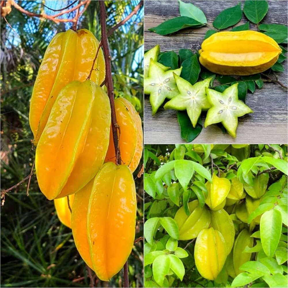 71KzUA2q6FL._AC_UF1000,1000_QL80_ Sweet Starfruit Tree মিষ্টি কামরাঙ্গা গাছ - Image 3