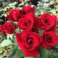 Red Rose Plant লাল গোলাপ গাছ - Image 2