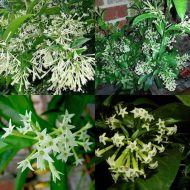 hasna hena plant হাসনা হেনা ফুল গাছ - Image 5