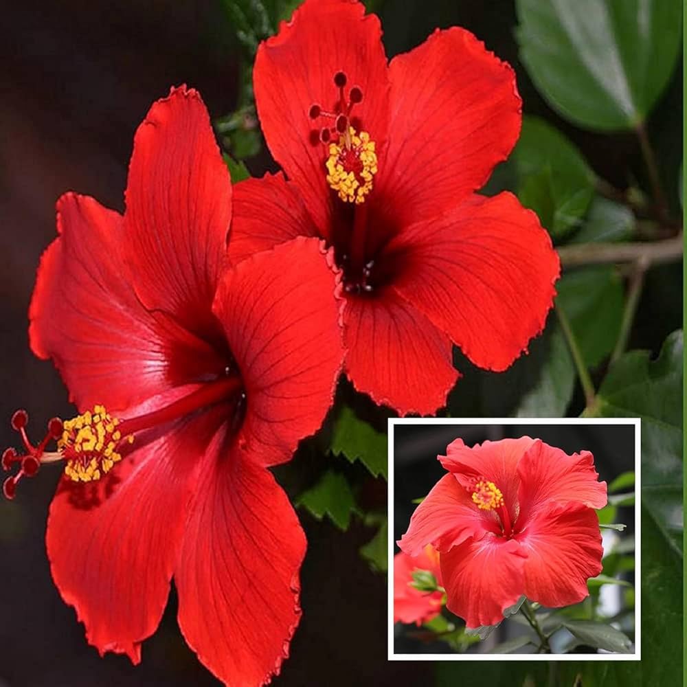 71W6gyC8RuL._AC_UF1000,1000_QL80_ Joba Flower Plant জবা ফুল গাছ - Image 3