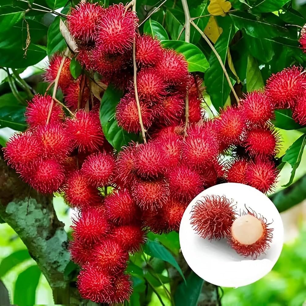 71iQJSMQxTL._AC_UF1000,1000_QL80_ Rambutan Fruit Plant রাম্বুটান ফল গাছ - Image 4