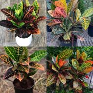 Codiaeum Patabahar পাতাবাহার গাছ - Image 4