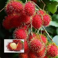 Rambutan Fruit Plant রাম্বুটান ফল গাছ - Image 3