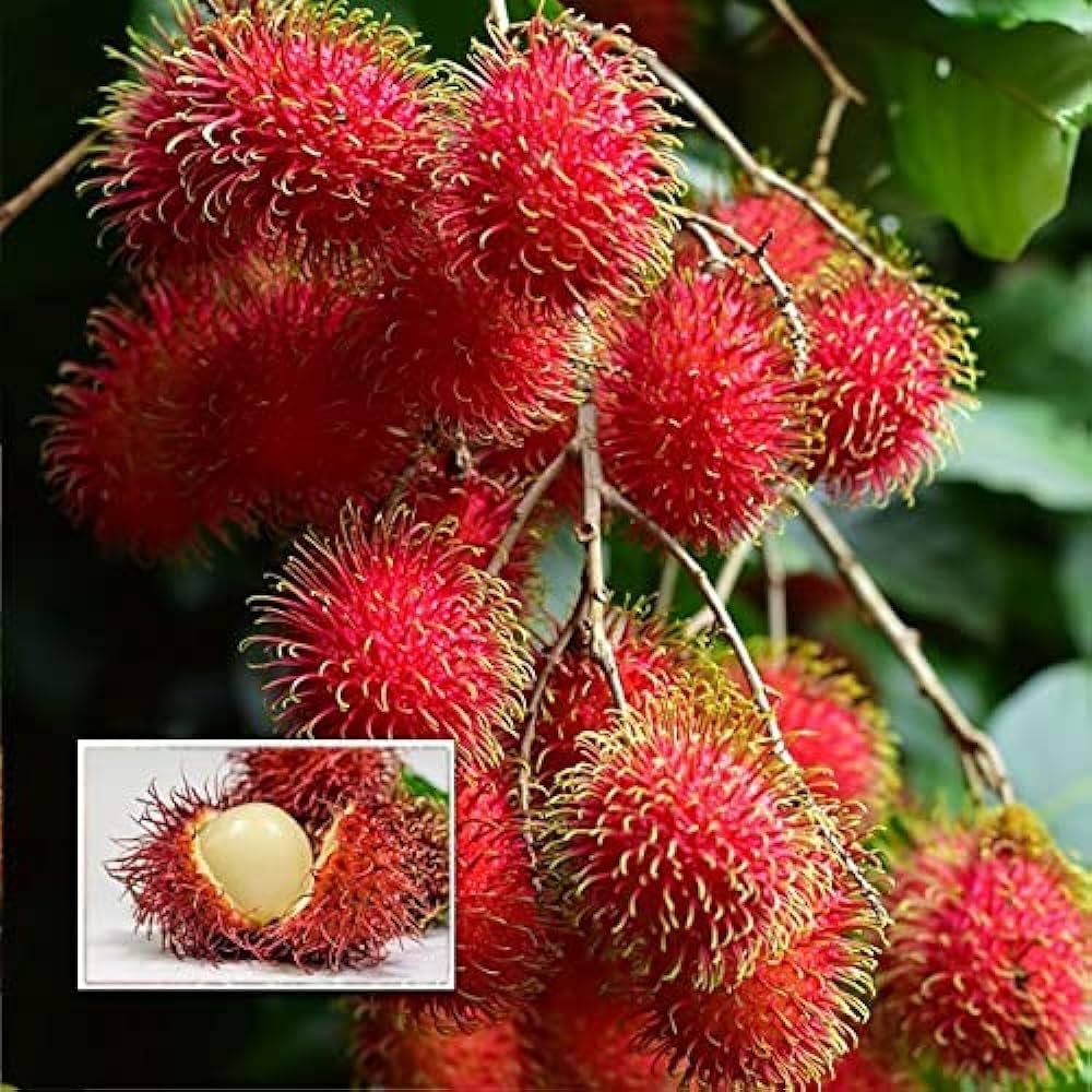 71mpSTSUK0L._AC_UF1000,1000_QL80_ Rambutan Fruit Plant রাম্বুটান ফল গাছ - Image 3
