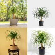 Ponytail Palm পনিটেইল পাম - Image 5