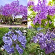 Jacaranda Flower Tree Plant জ্যাকারান্ডা গাছ - Image 5