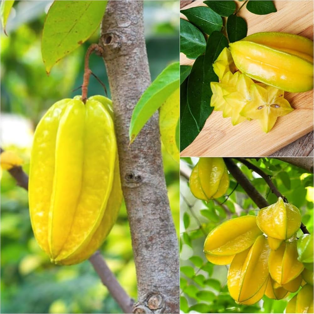 71sW7DJ4y7L._AC_UF1000,1000_QL80_ Sweet Starfruit Tree মিষ্টি কামরাঙ্গা গাছ - Image 2