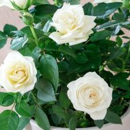 White Rose Plant সাদা গোলাপ গাছ - Image 3