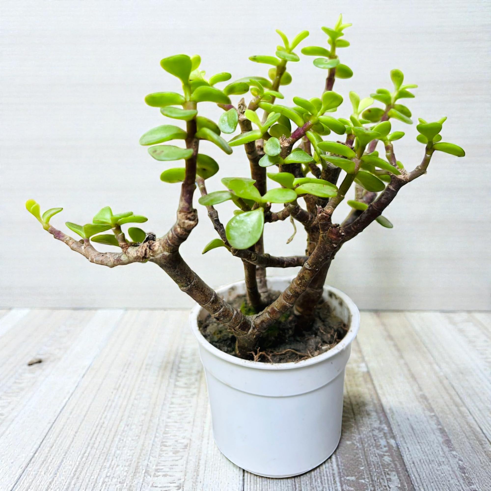 81joLynPCKL Bonsai Plant বনসাই গাছ - Image 9