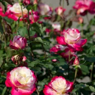 Double Delight Rose Plant ডাবল ডিলাইট গোলাপ গাছ - Image 3