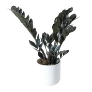 Black ZZ Plant ব্ল্যাক জি জি প্ল্যান্ট - Image 2