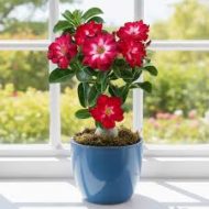 Desert Rose আদেনিয়াম ডবল ফুল গাছ